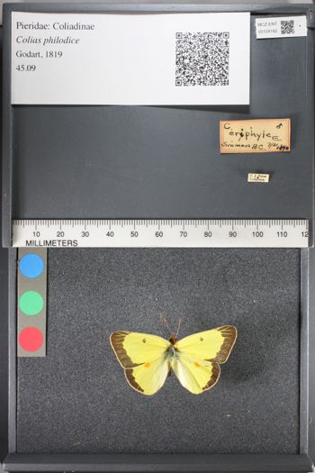 Media type: image;   Entomology 124162